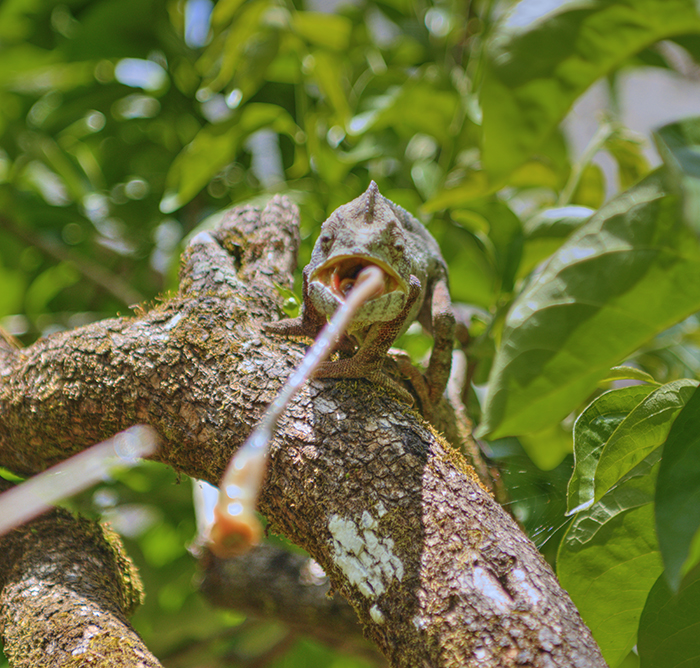Chameleon catching food